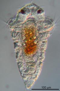 Larva of the marine tubeworm <i>Hydroides elegans</i>, a significant biofouling agent