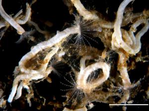 Marine tubeworms require contact with surface-bound bacteria to undergo metamorphosis