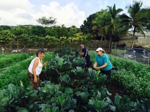 Malama Kauai Village Harvest team gathers fresh produce from Kaua'i CC.