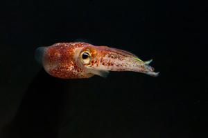 Hawaiian bobtail squid. Credit: The Squid and Vibrio Labs.