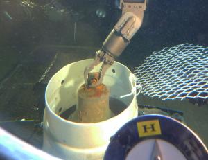 Manipulator arm of HURL’s submersible places the I-400 bell into a collection basket. Credit:HURL/UH 