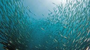 Schooling jack mackerel. Credit: Adam Obaza/ NOAA.