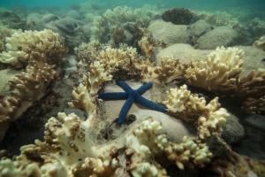 Starfish surrounded by decomposing coral on the Great Barrier Reef. Credit: XL Catlin Seaview Survey