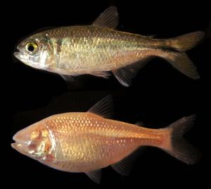 Surface fish (top) vs. cavefish.