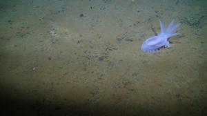 A sea cucumber on a bed of polymetallic nodules. Credit: Amon and Smith, UHM.