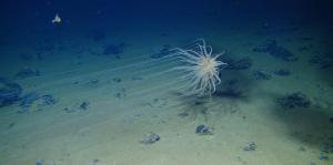 A cnidarian attached to a dead sponge stalk on a nodule. Credit: Amon and Smith, UHM.