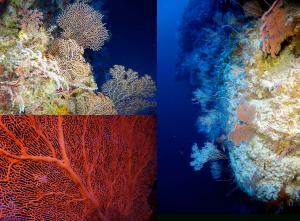 Gorgonian (sea fan) corals on the twilight reefs of Pohnpei Island. Credit: Sonia J. Rowley.