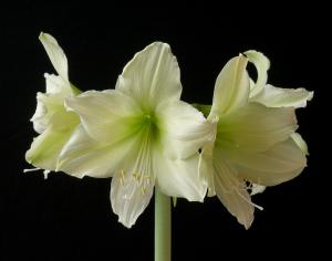Hippeastrum will be one of the plants available for purchase at the Lyon Arboretum Spring Plant Sale.