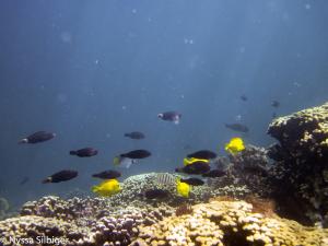 Coral reef in Kaneohe Bay, Hawaii, where the experiment was conducted. Credit: Nyssa Silbiger