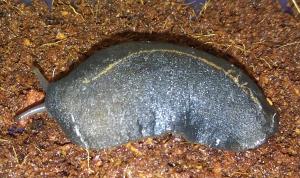 Laevicaulis alte, tropical leatherleaf slug. Photo: R. Rollins