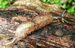 Parmarion martensi, semi-slug. Photo: M. Medeiros