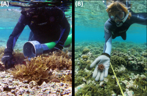 Divers using Super Sucker (left) and outplanting sea urchins (right). Credit: DLNR/DAR.