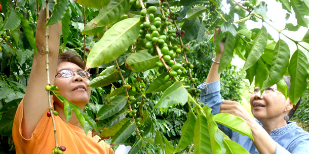 two people picking coffee