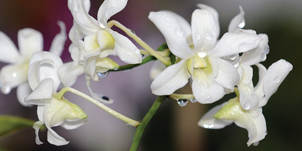 White orchids