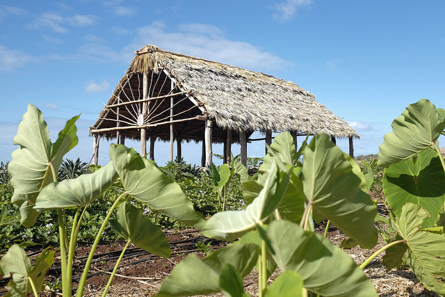 organic garden and traditional hale