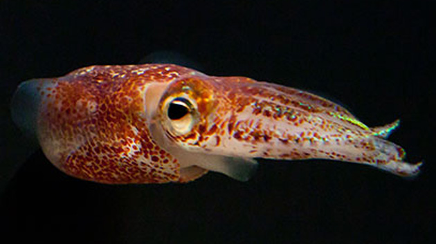 Hawaiian bobtail squid