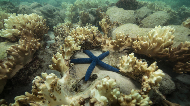 Starfish surrounded by decomposing coral on the Great Barrier Reef