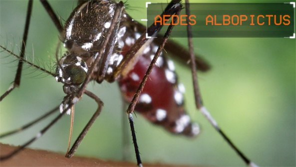 Aedes species of mosquito