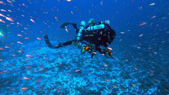 diver conducting fish survey