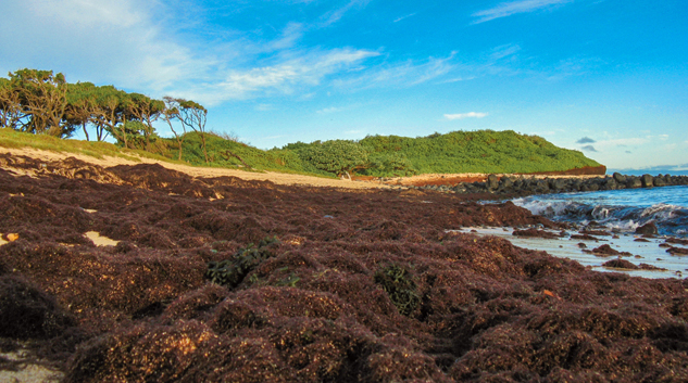 invasive algal bloom cover a beach