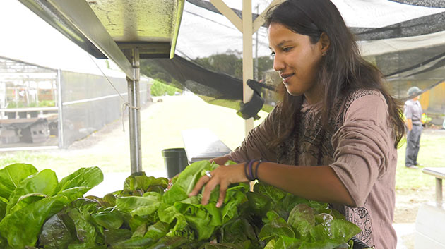 Ana Murillo harvesting lettuce