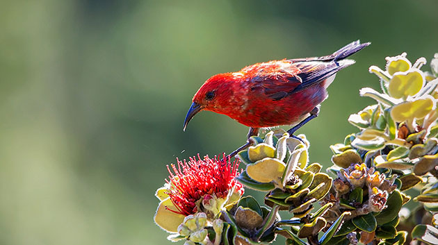 Hawaiian Honeycreeper on ohia flower