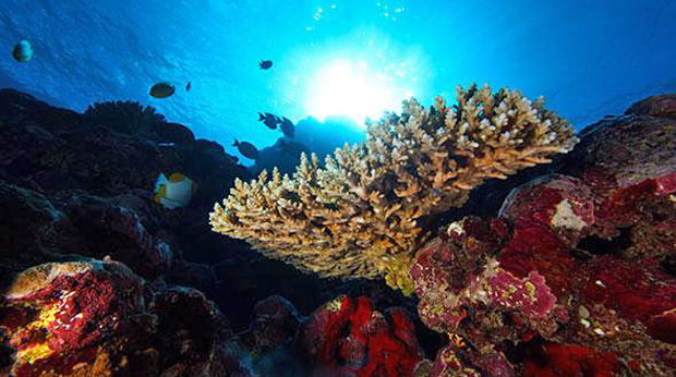 reef in Samoa