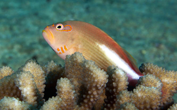 orange fish sitting on coral