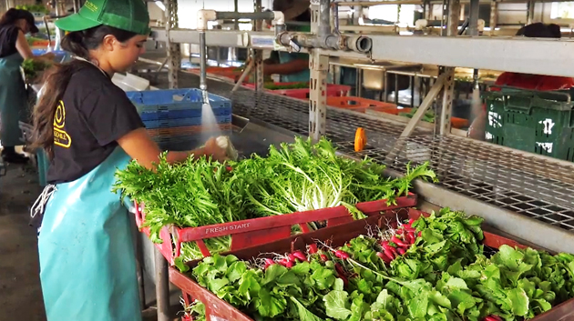 MAO Farm student washing vegetables