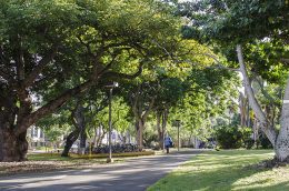 Tree-lined walkway on the UH Manoa campus