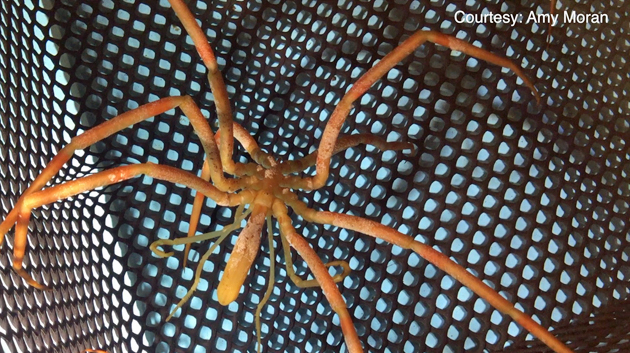 Antarctic sea spider