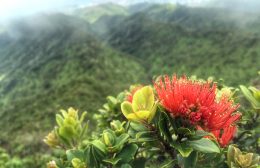 Ohia lehua blossoms over the Koolau mountains