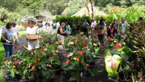 Community members buying plants