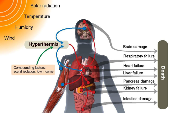 Illustration of pathways through which heat can damage vital organs and result in death.