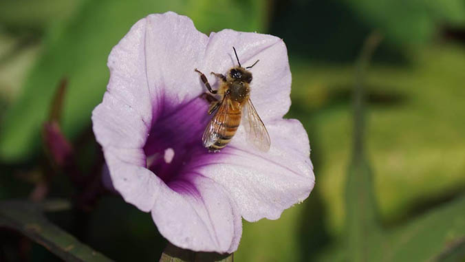 Bee in a flower