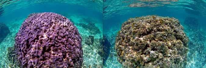 healthy coral photo next to degraded coral photo