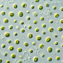 UH Hilo-led algae research may produce energy with negative CO2 emissions
