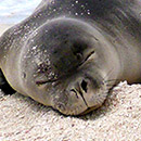 Monk seal research supported by new UH Foundation fund