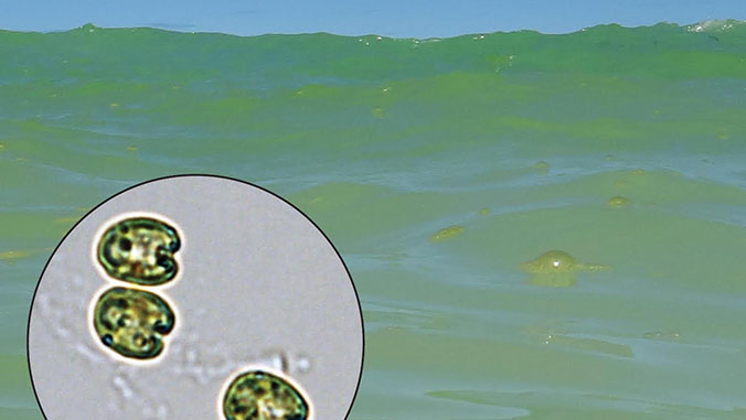 Green sea water with detail of asgae