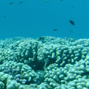 New research provides ‘oases’ of hope for the future of coral reefs