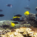 Nutrient pollution makes ocean acidification worse for coral reefs