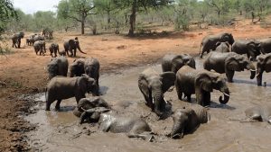 elephants at a watering hole