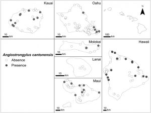 map of Kauai, Oahu, Molokai, Lanai, Maui, Hawaii with black dots indicating presence of rat lungworm