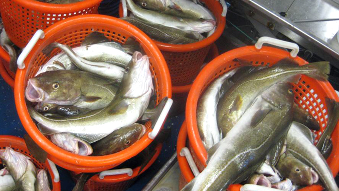 buckets filled with Atlantic cod