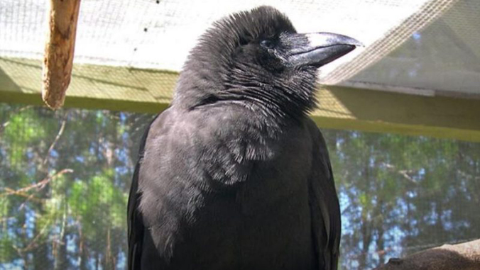 Hawaiian crow.