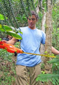 student measuring a tree in the forest