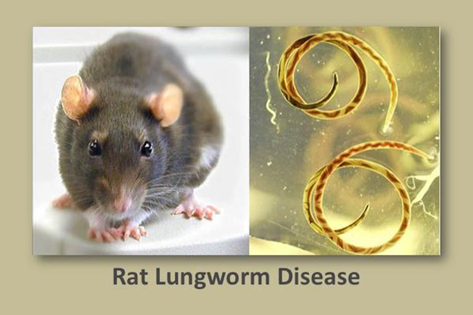 two pictures, a rat and rat lungworms, with words Rat Lungworm Disease below it