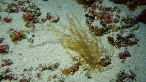 Brown alga.