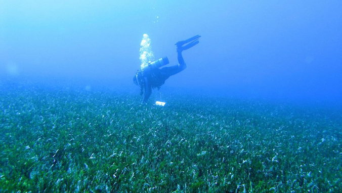 A diver collecting samples of algae.