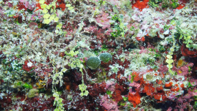 Macroalgae